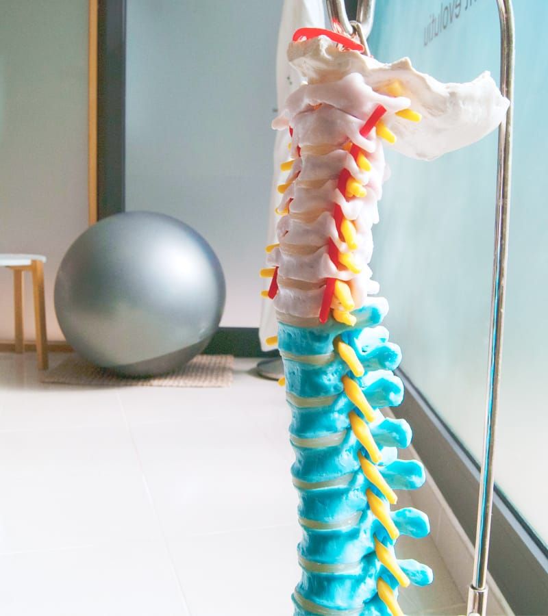 Model of the spine in the treatment room